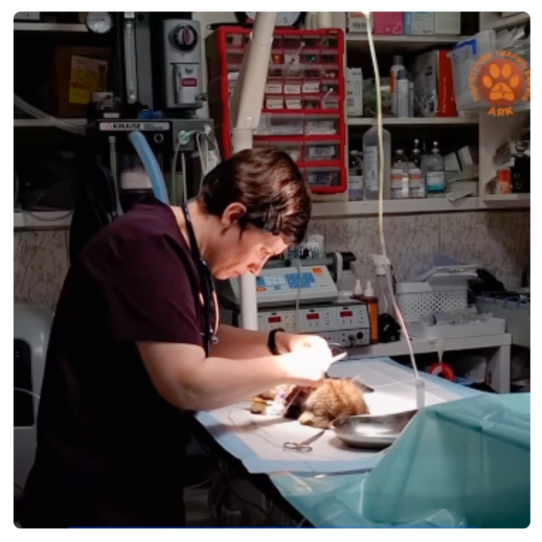 Dr. Gennace performing surgery on a cat with shrapnel wounds