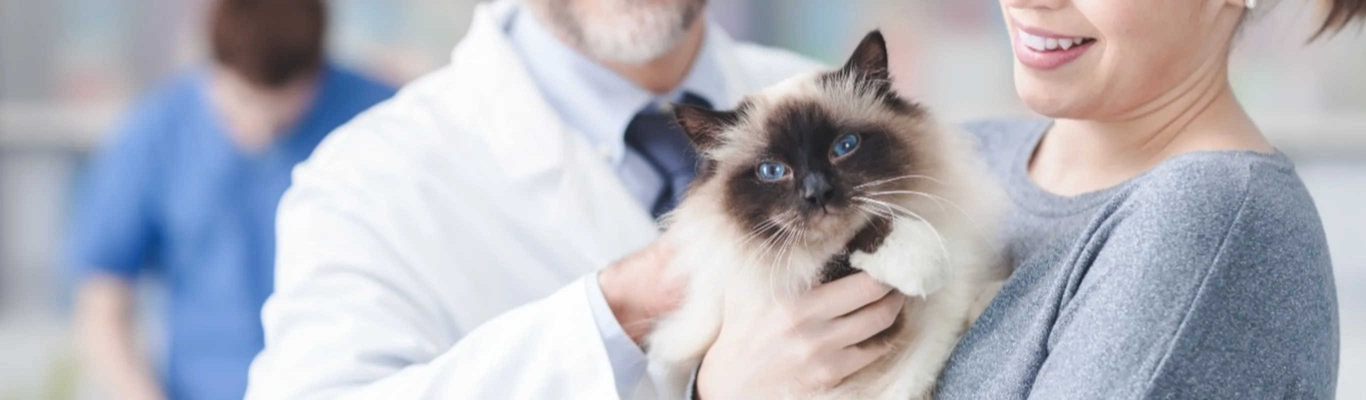 Cat about to be examined in clinic by veterinarians