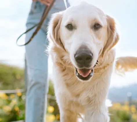 Owner Walking Golden Retriever (Dog) Outdoors Owner Walking Golden Retriever (Dog) Outdoors