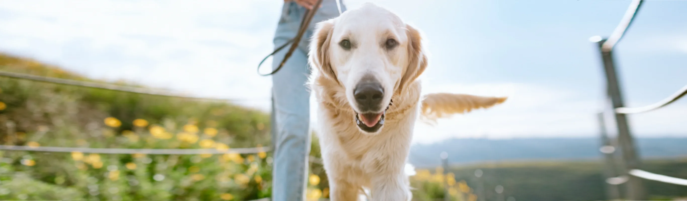 Owner Walking Golden Retriever (Dog) Outdoors Owner Walking Golden Retriever (Dog) Outdoors