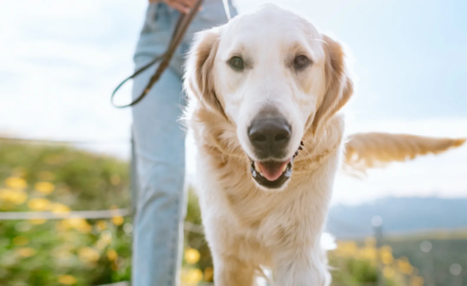 Owner Walking Golden Retriever (Dog) Outdoors Owner Walking Golden Retriever (Dog) Outdoors