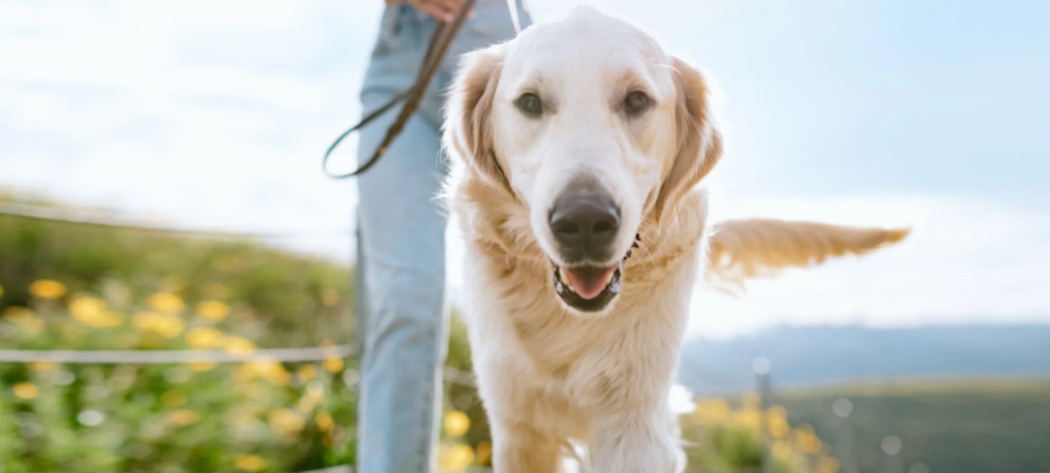 Owner Walking Golden Retriever (Dog) Outdoors Owner Walking Golden Retriever (Dog) Outdoors