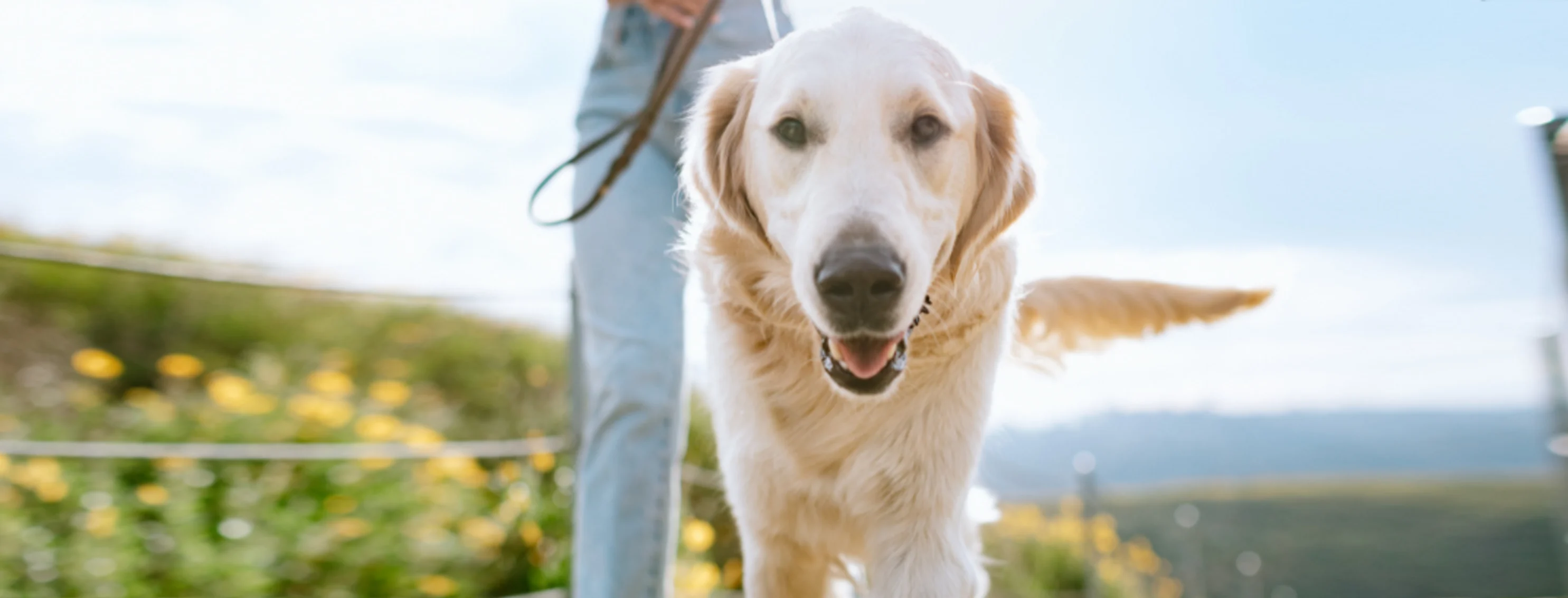 Owner Walking Golden Retriever (Dog) Outdoors