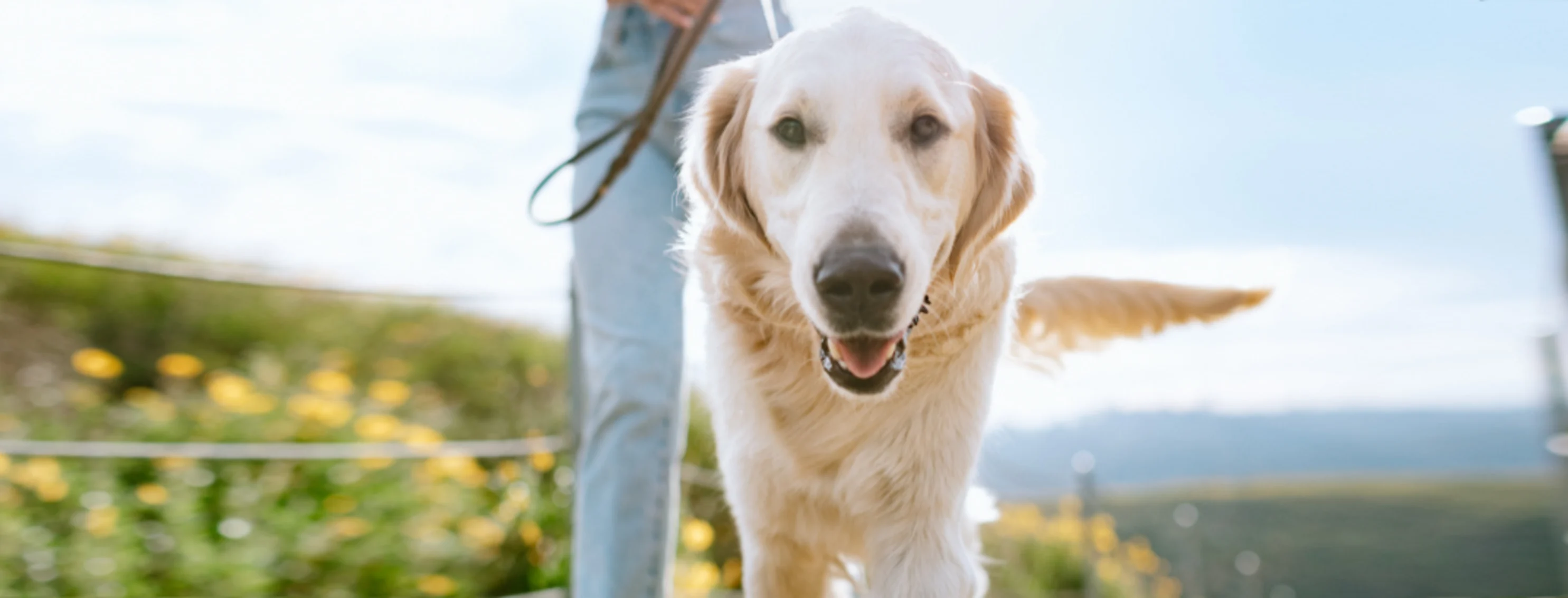 Owner Walking Golden Retriever (Dog) Outdoors Owner Walking Golden Retriever (Dog) Outdoors