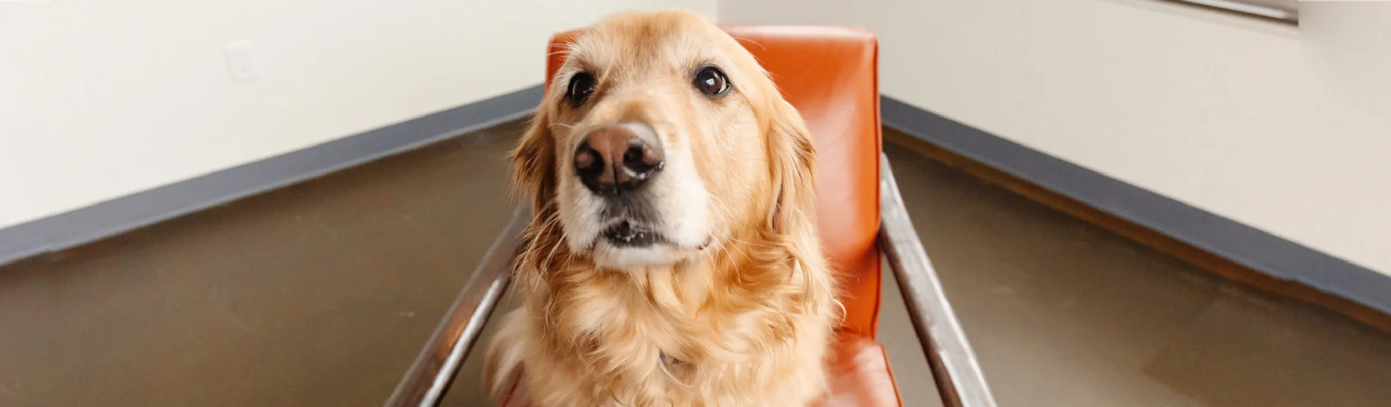 Golden Retriever sitting in a chair staring closely at the camera Golden Retriever sitting in a chair staring closely at the camera
