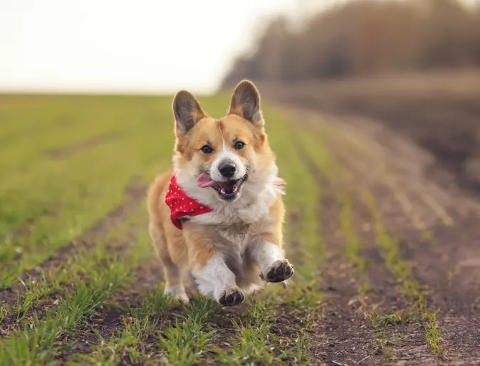 Corgi running through field outside