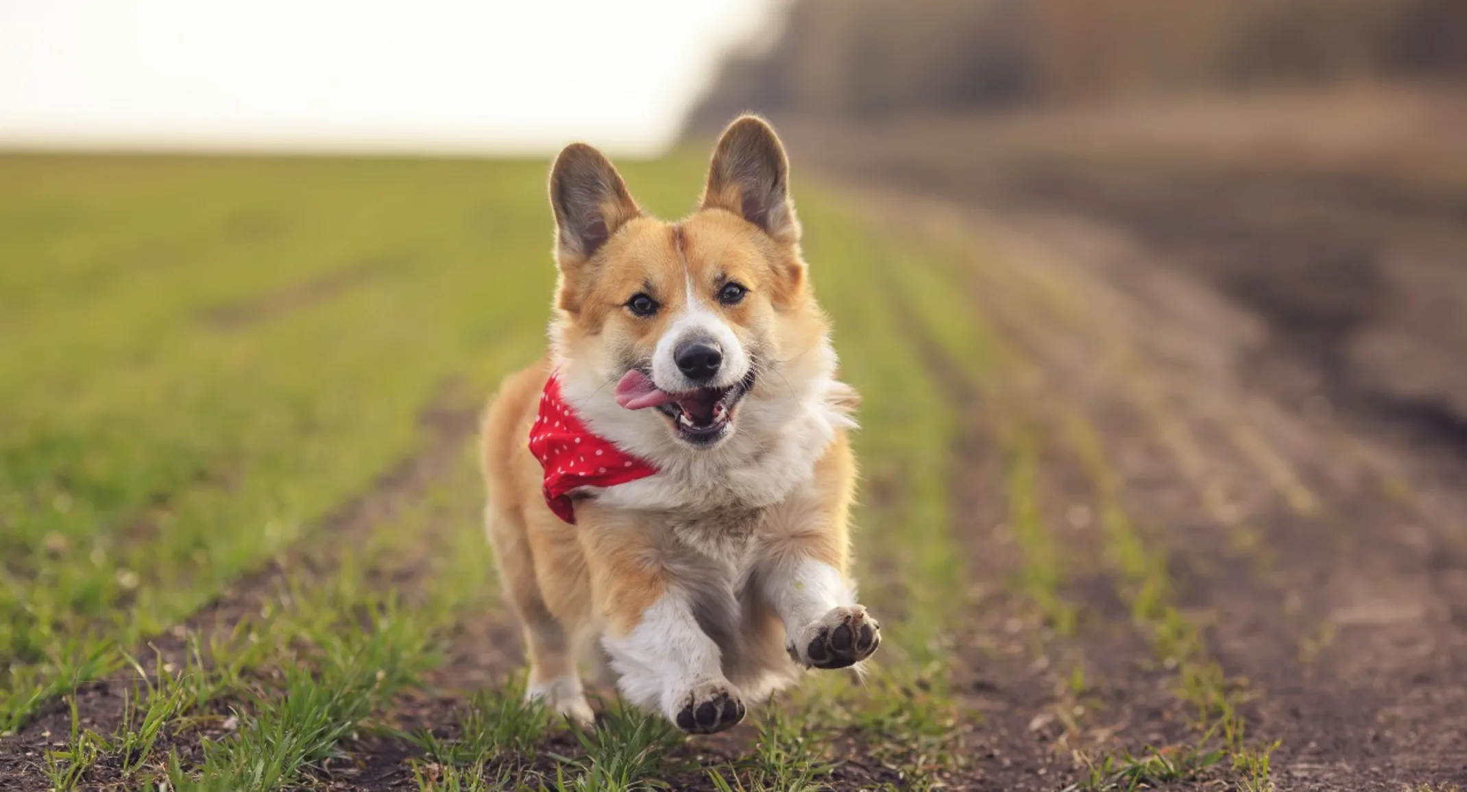 Corgi running through field outside Corgi running through field outside