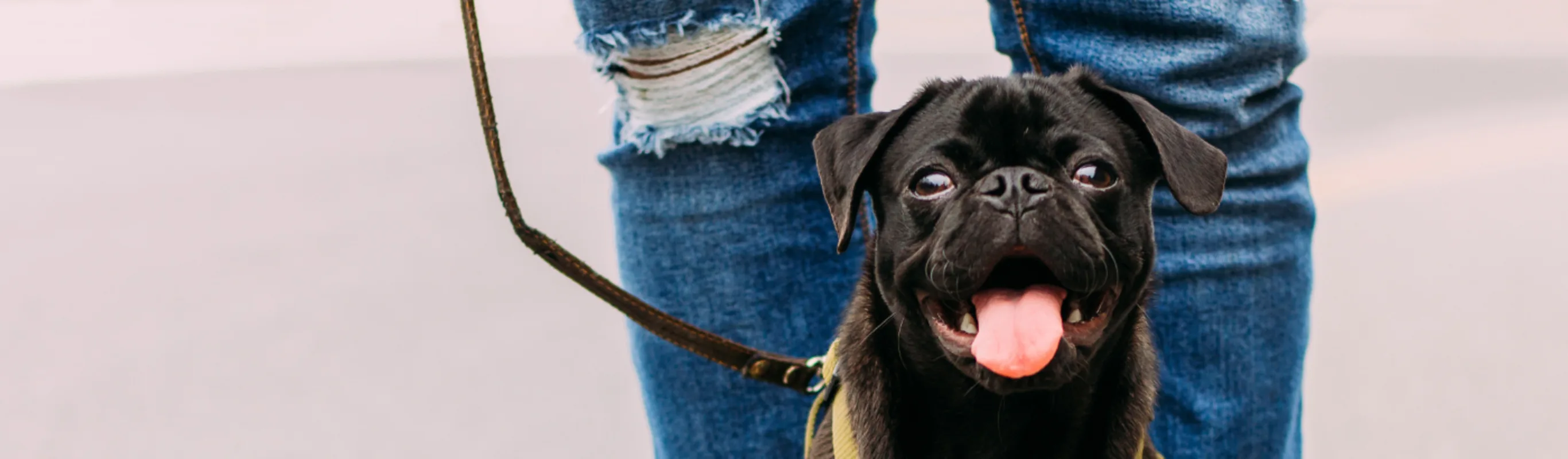 Small Black Dog on Leash