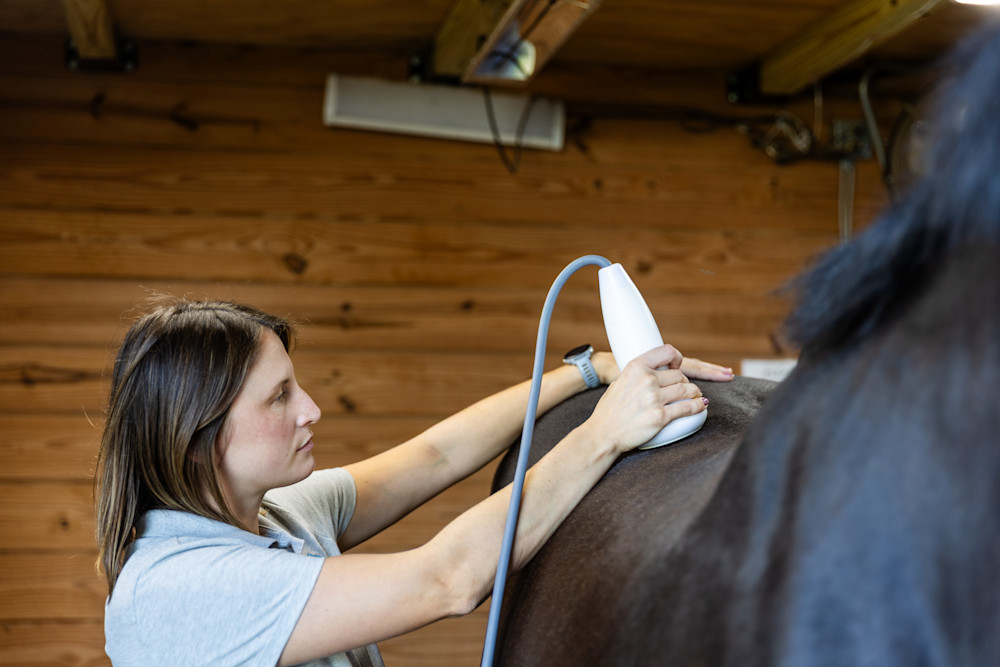 Horse receiving treatment