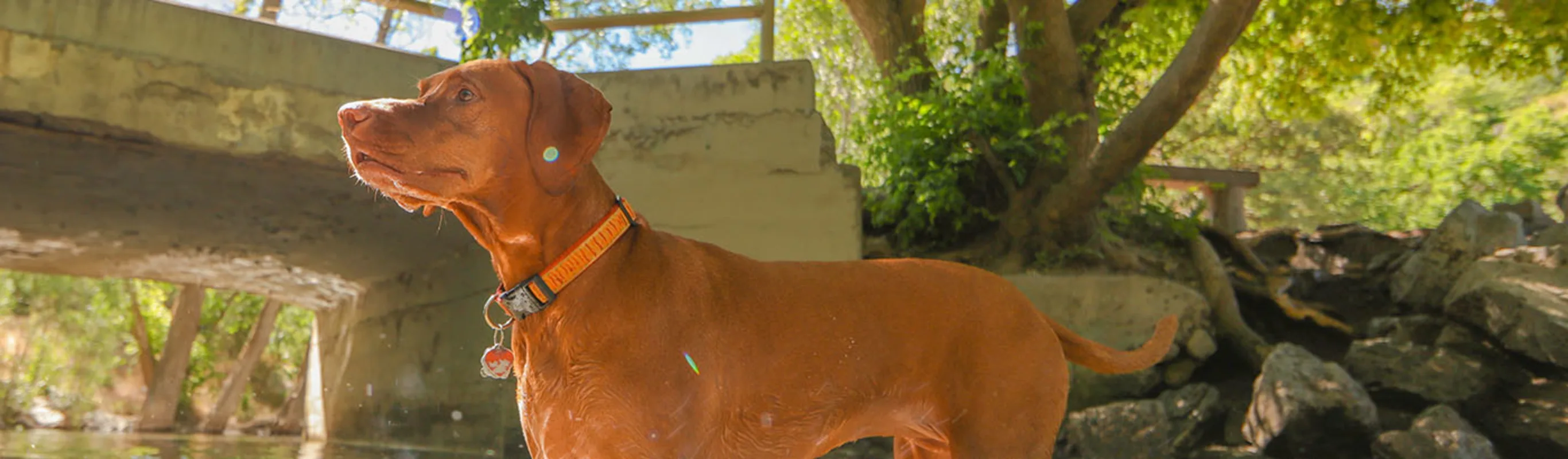 A dog in a lake. A dog in a lake.