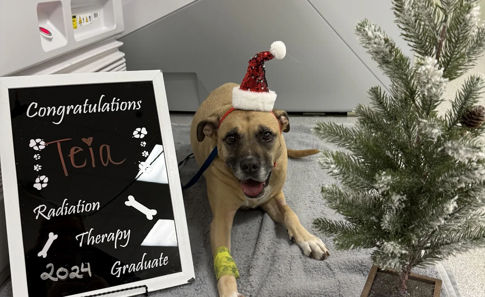 Teia the dog wearing a Santa Claus hat, sitting next to a sign that says "Congratulations Teia radiation therapy 2024 graduate". Teia the dog wearing a Santa Claus hat, sitting next to a sign that says "Congratulations Teia radiation therapy 2024 graduate".