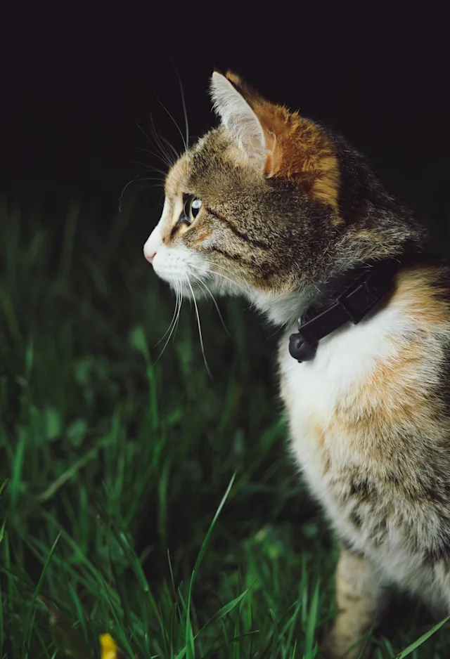 cat sitting cat sitting