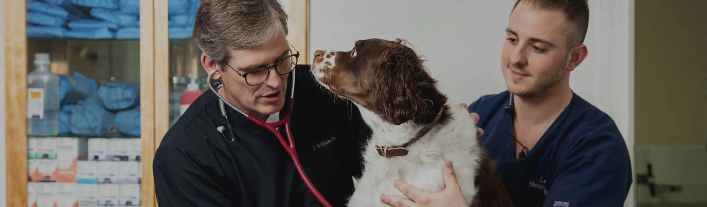 veterinary staff caring for patient veterinary staff caring for patient