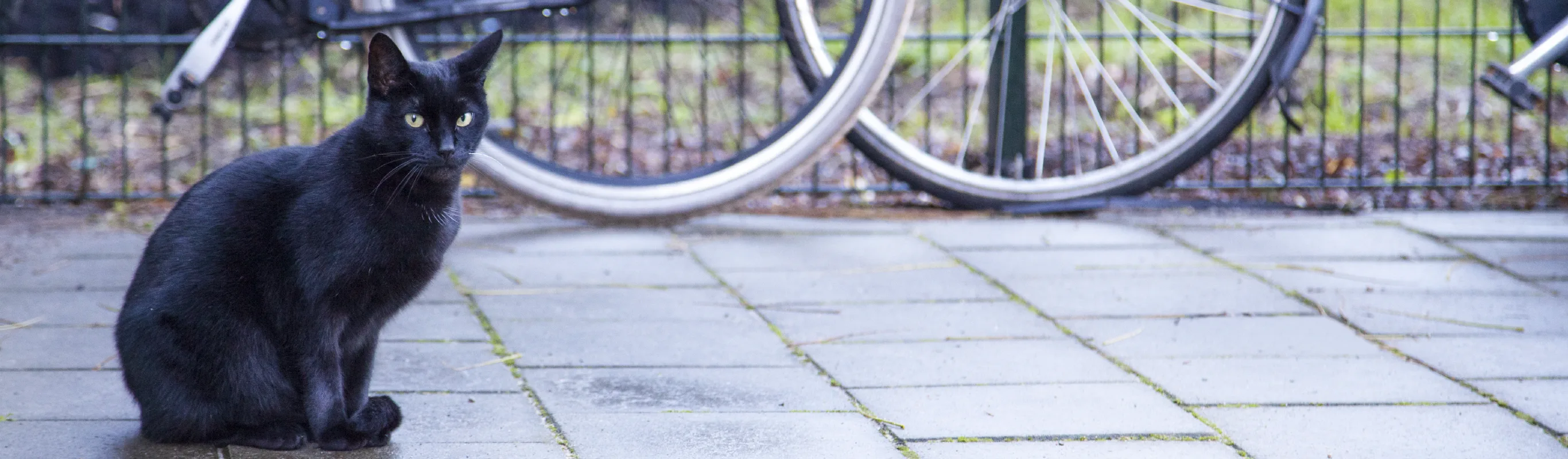 A black cat sitting outside on the sidewalk in front of some bikes