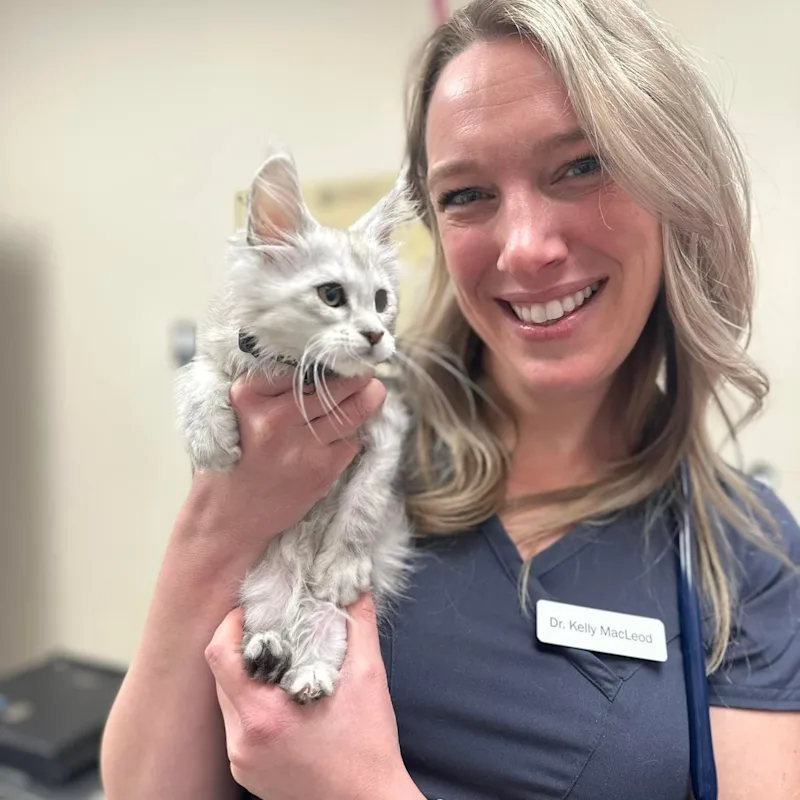Staff photo of Dr. Kelly MacLeod holding a kitten Staff photo of Dr. Kelly MacLeod holding a kitten