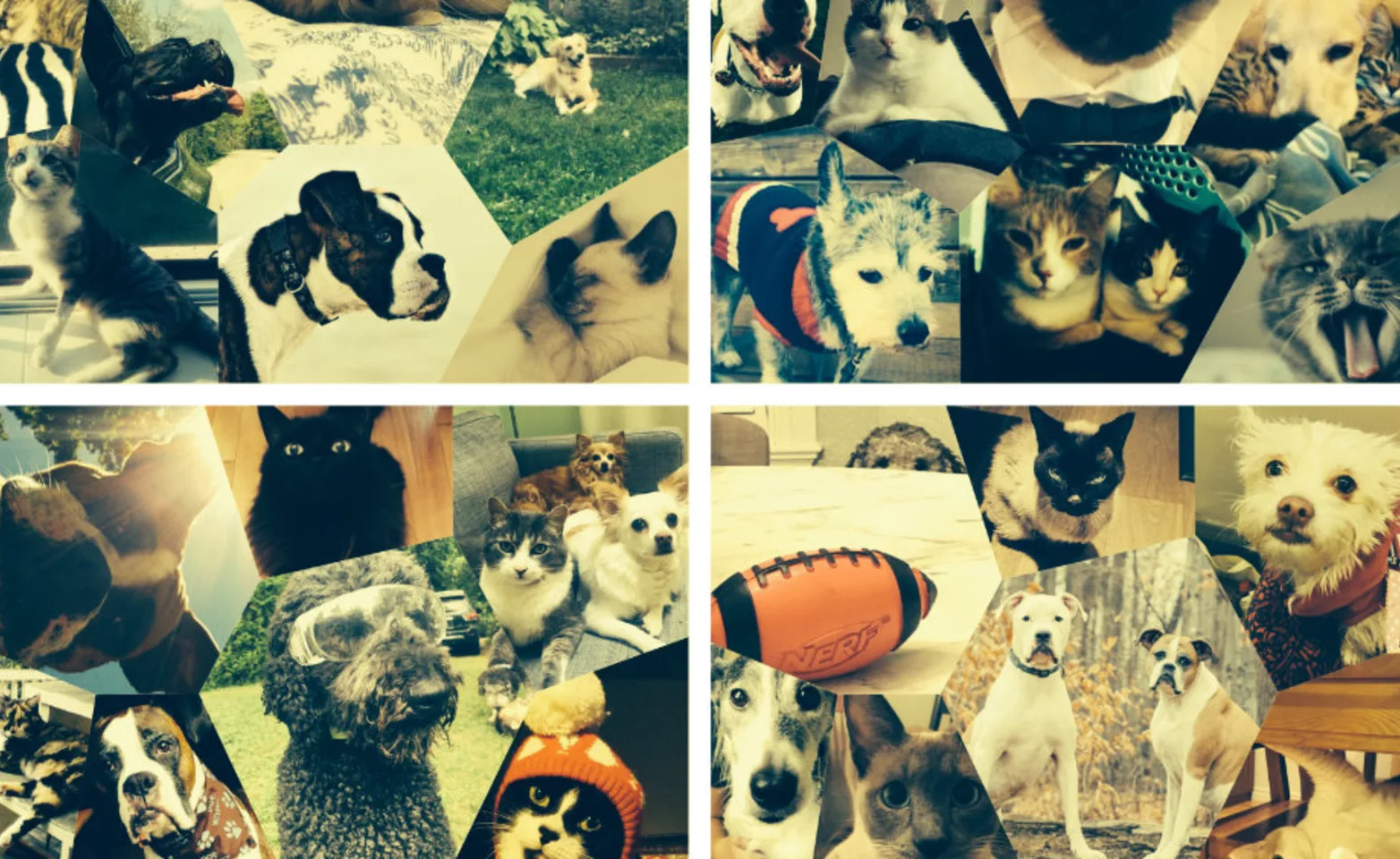 Quad photo collage of pets