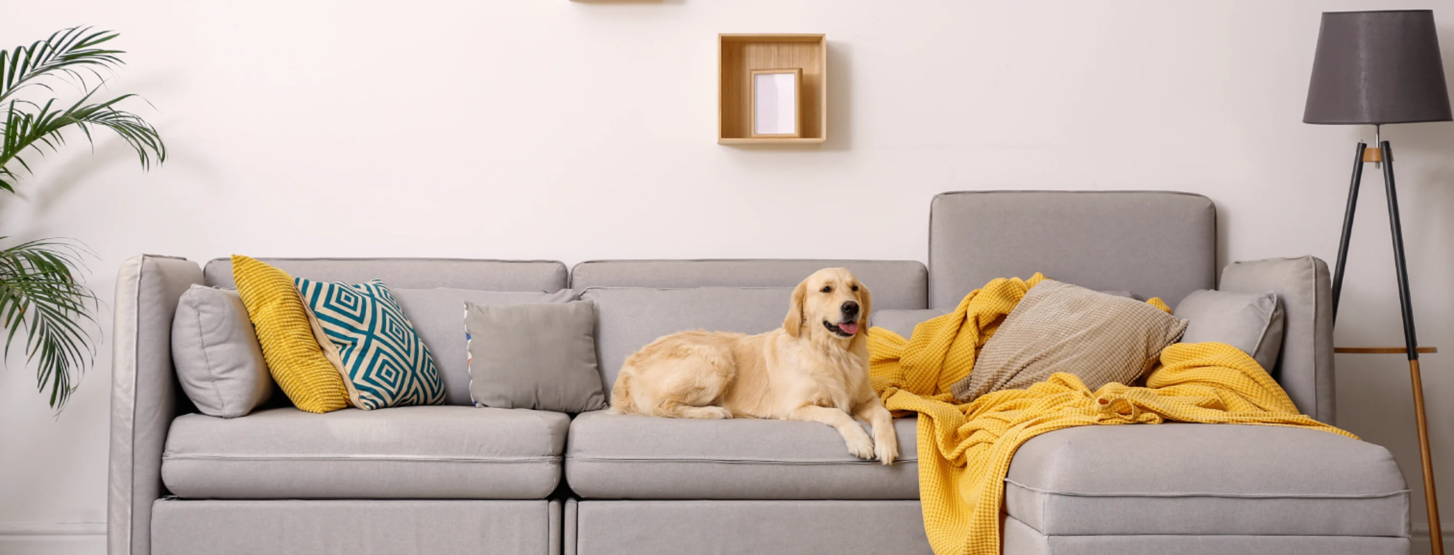 dog sitting on a couch