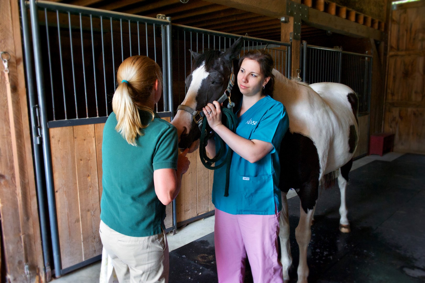 Henniker Veterinary Hospital staff with white and brown horse