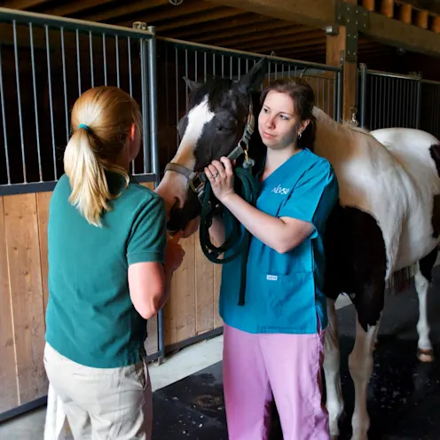 Henniker Veterinary Hospital staff with white and brown horse Henniker Veterinary Hospital staff with white and brown horse