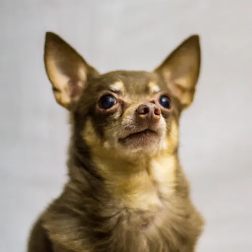 Lewis the chihuahua Lewis the chihuahua