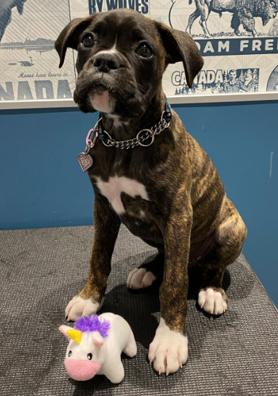 Brown & White Boxer Sitting With A Toy Unicorn