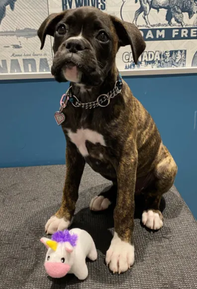 Brown & White Boxer Sitting With A Toy Unicorn