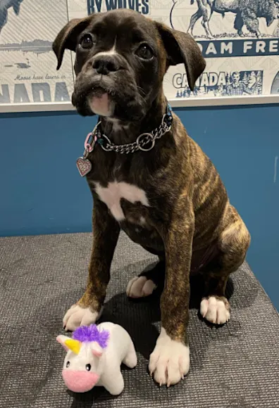 Brown & White Boxer Sitting With A Toy Unicorn