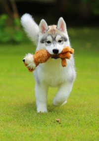 Dog holding a toy and running in the grass