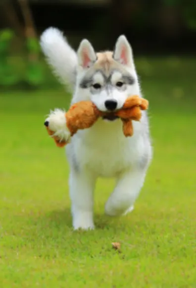 Dog holding a toy and running in the grass Dog holding a toy and running in the grass