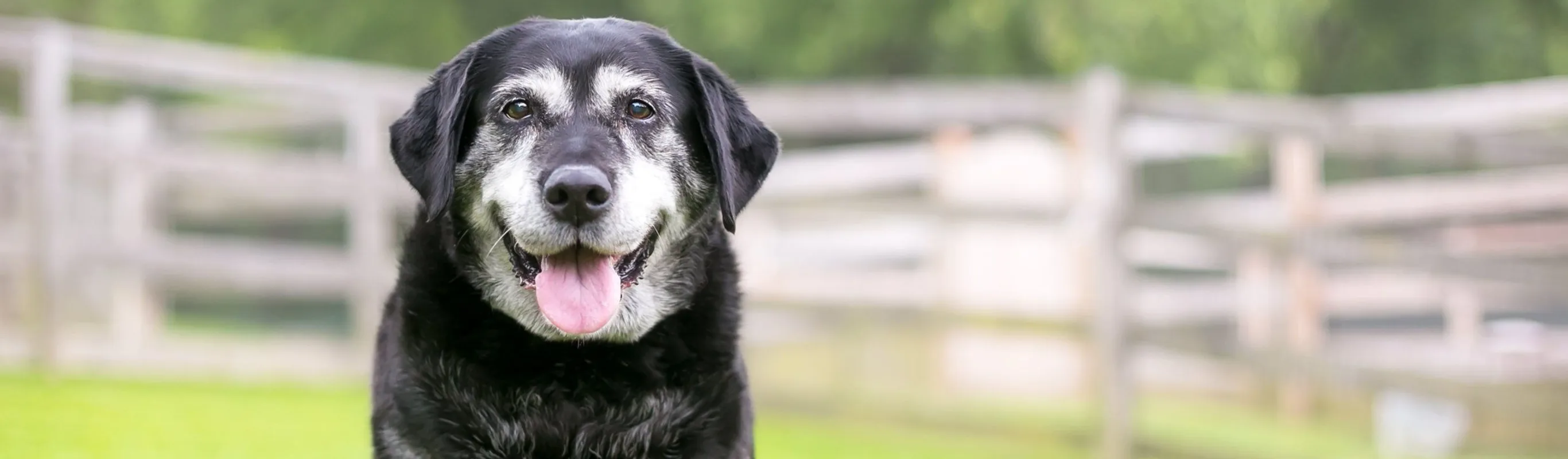 Elderly dog sitting in a grassy field with a white fence in the background. Elderly dog sitting in a grassy field with a white fence in the background.