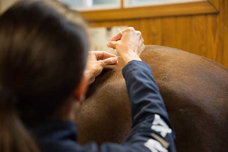 A vet tending to a horse