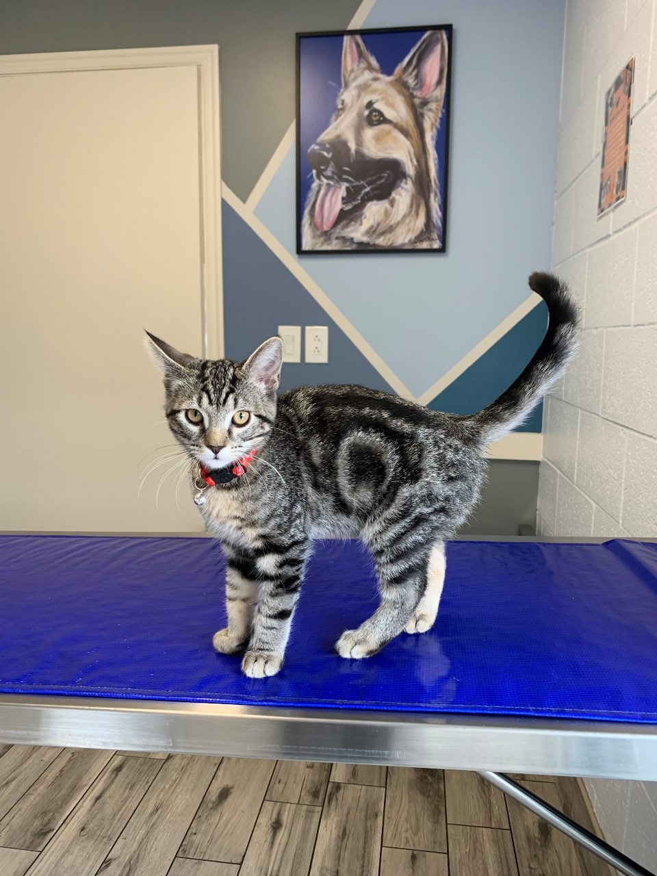 Gray kitten on blue table.