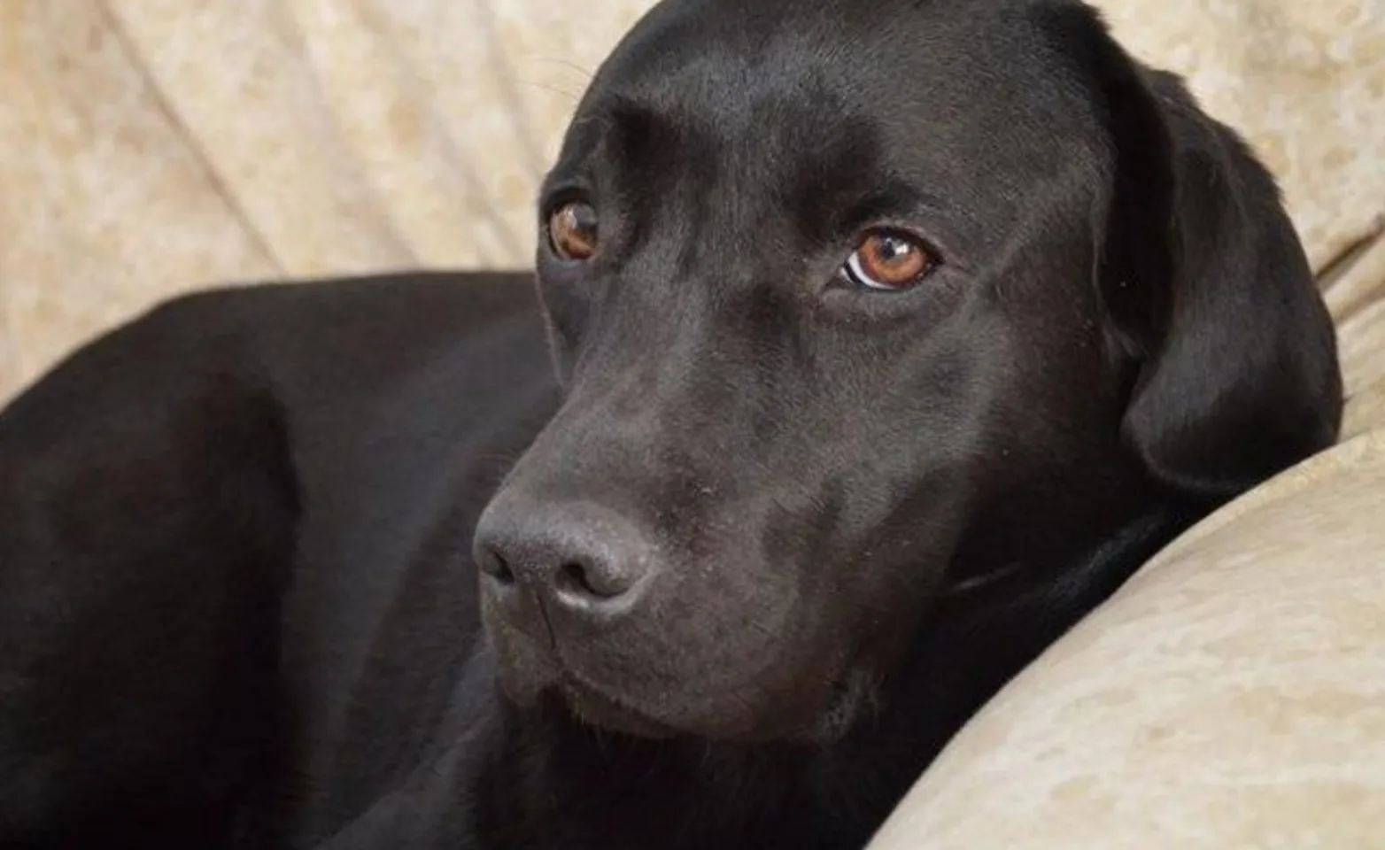 Dog laying down Dog laying down