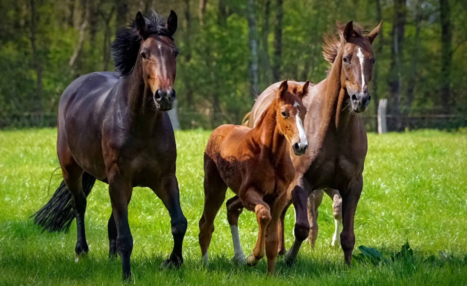 Family of Horses running in field