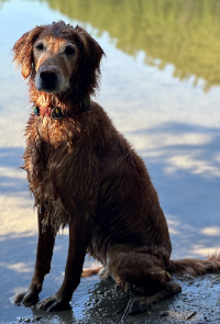Wet Golden Retriever