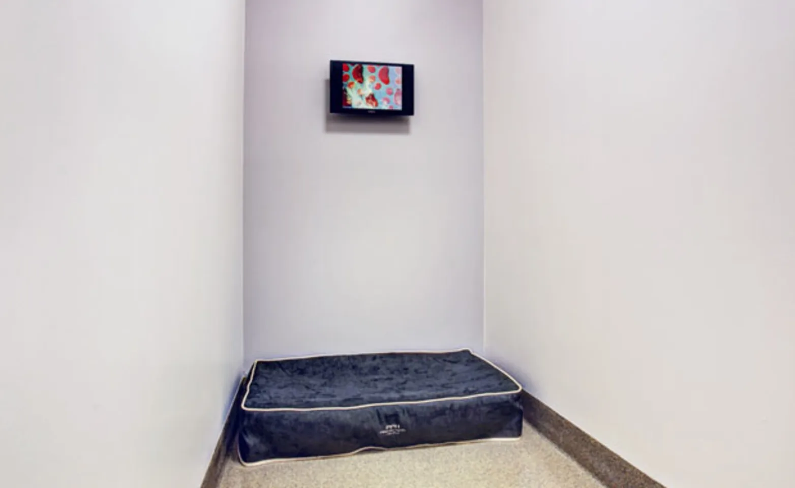 Posh Pet Hotel large room with a dog bed and TV screen Posh Pet Hotel large room with a dog bed and TV screen