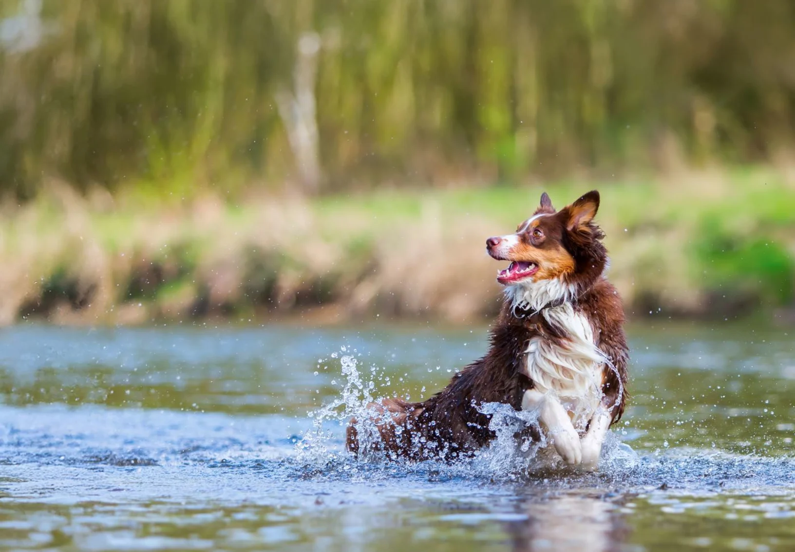 Dog playing in a river Dog playing in a river