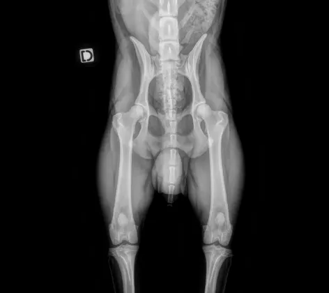 An X-Ray of an animal's hip.