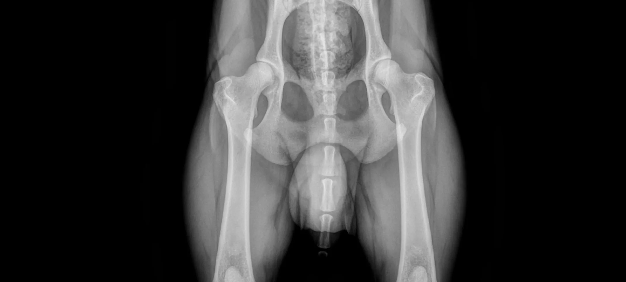 An X-Ray of an animal's hip. An X-Ray of an animal's hip.