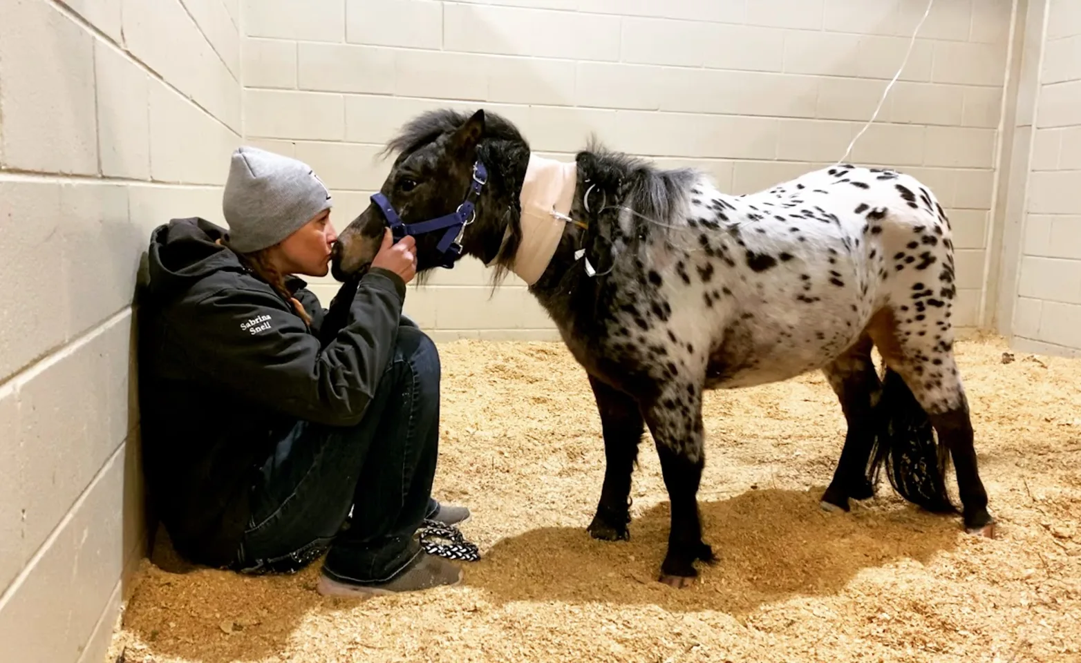 Staff kissing horse's nose