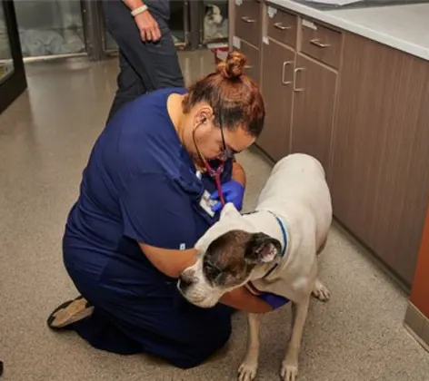 A staff member and dog A staff member and dog