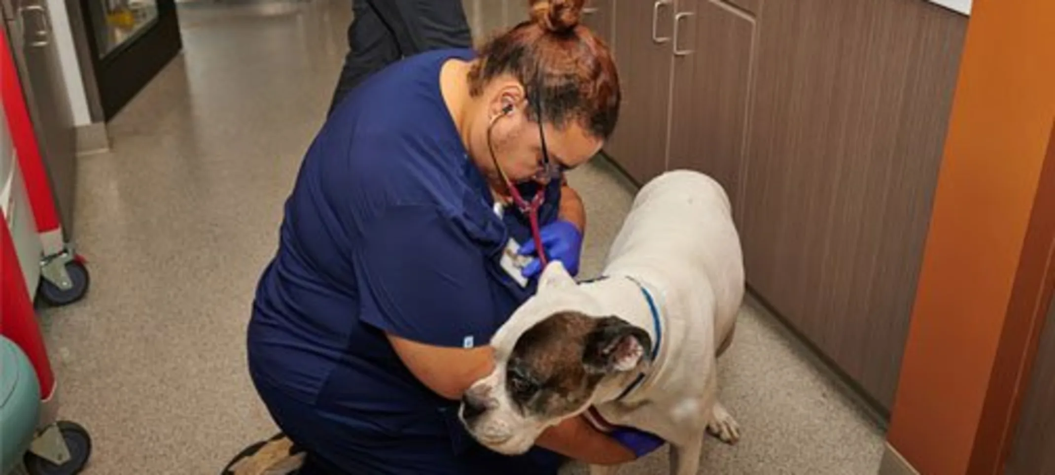 A staff member and dog A staff member and dog