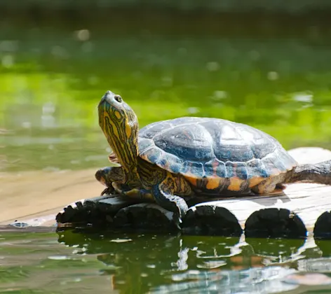 Turtle sunning on logs floating in the water Turtle sunning on logs floating in the water