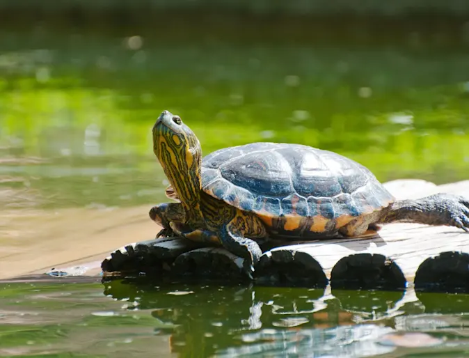Turtle sunning on logs floating in the water Turtle sunning on logs floating in the water