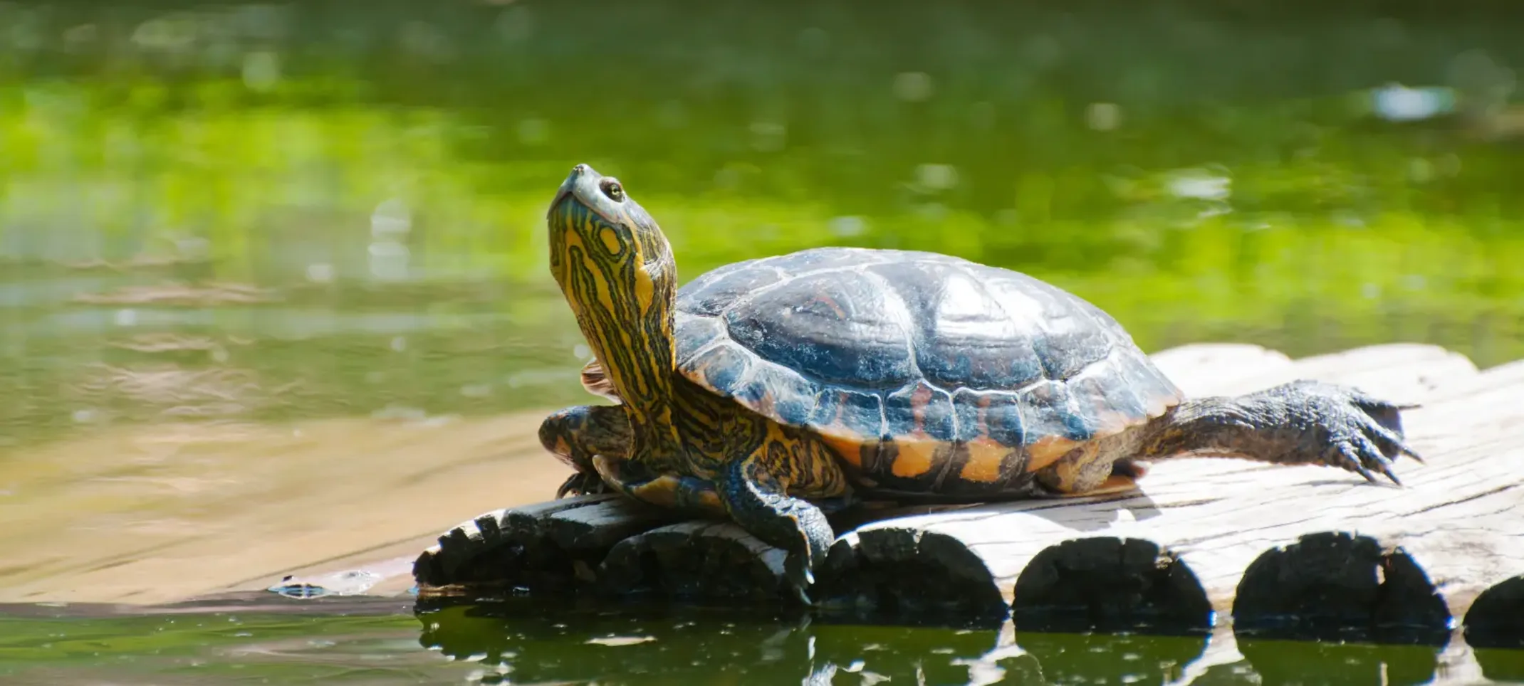 Turtle sunning on logs floating in the water
