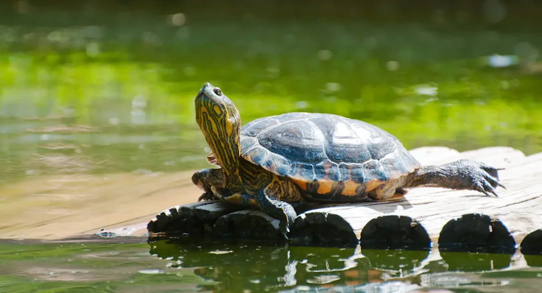 Aff Turtle Pet Turtles Species
