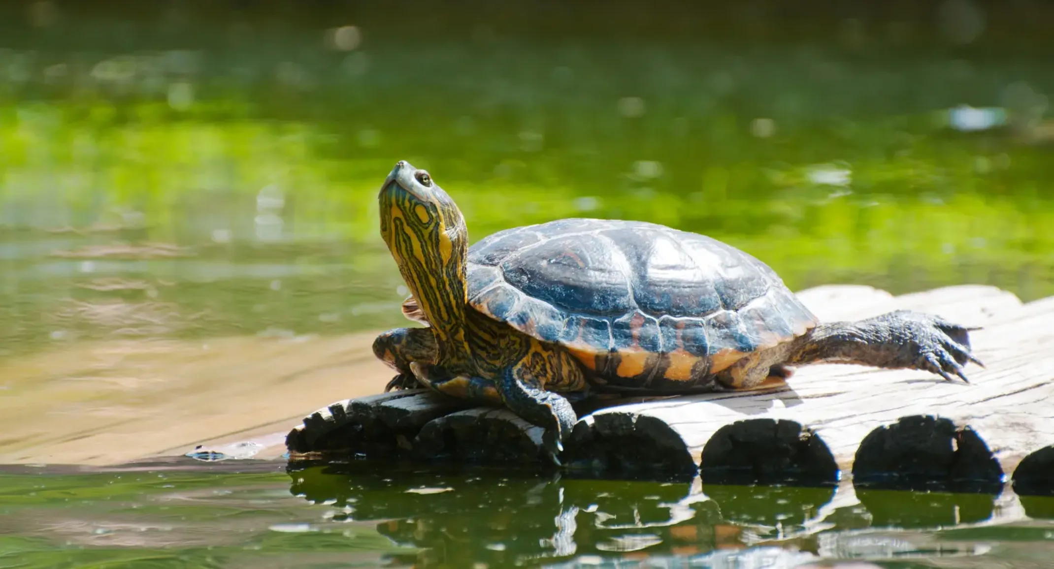 Turtle sunning on logs floating in the water