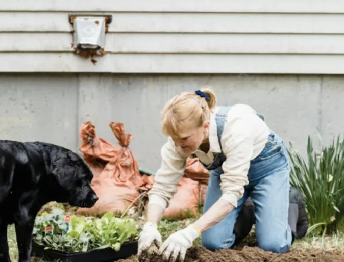 A woman gardening with a black Labrador. A woman gardening with a black Labrador.