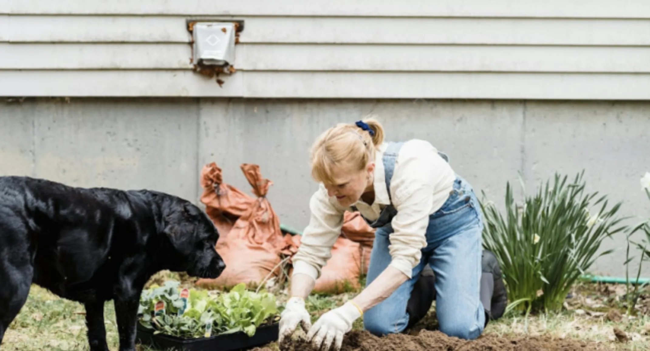 A woman gardening with a black Labrador. A woman gardening with a black Labrador.