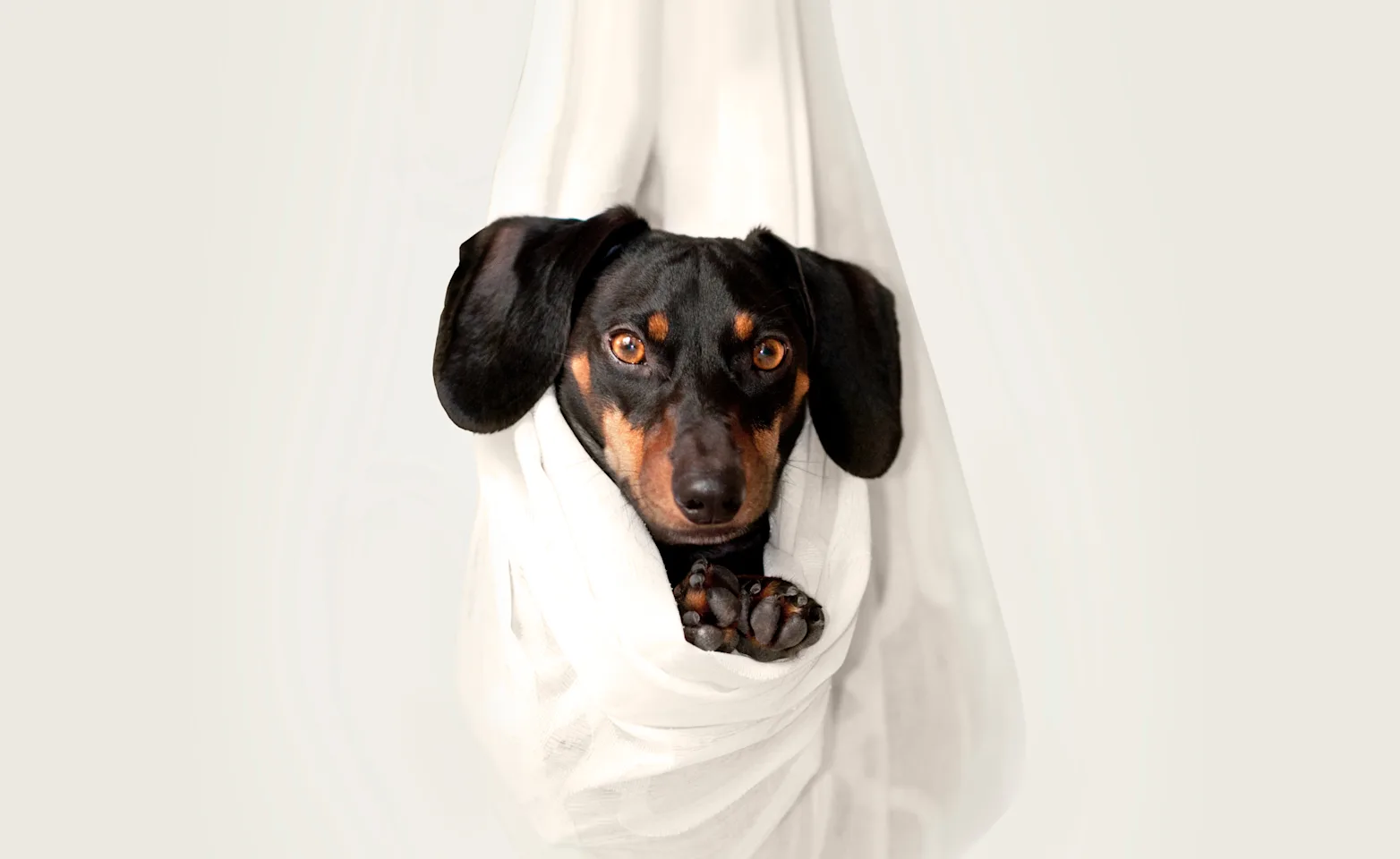 dog hanging in a towel dog hanging in a towel